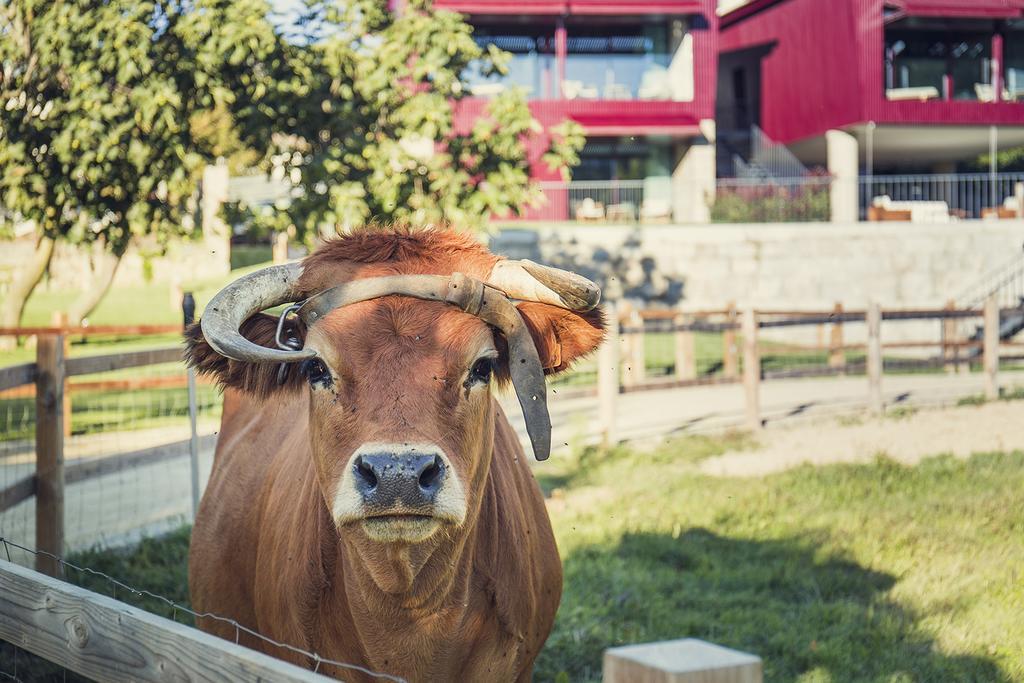 Quintas Farm Houses Arouca Ngoại thất bức ảnh